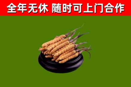 托克托县回收冬虫夏草